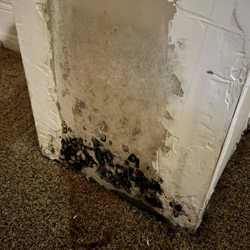 Professional Mold Removal in Farmers Branch, TX